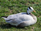 Bar-Headed Goose (WWT Slimbridge March 2011) - pic by Nigel Key